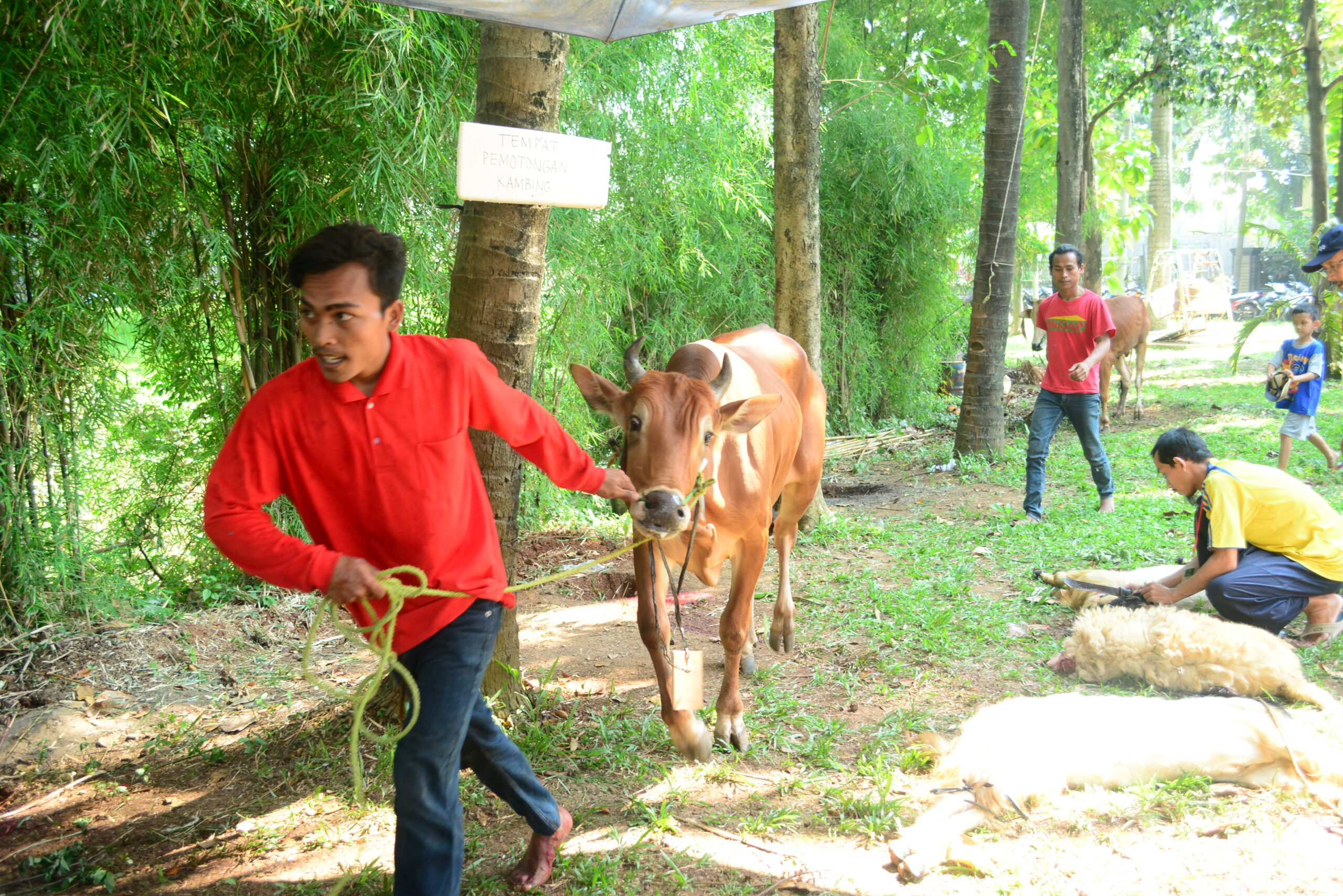Idul Adha 2017